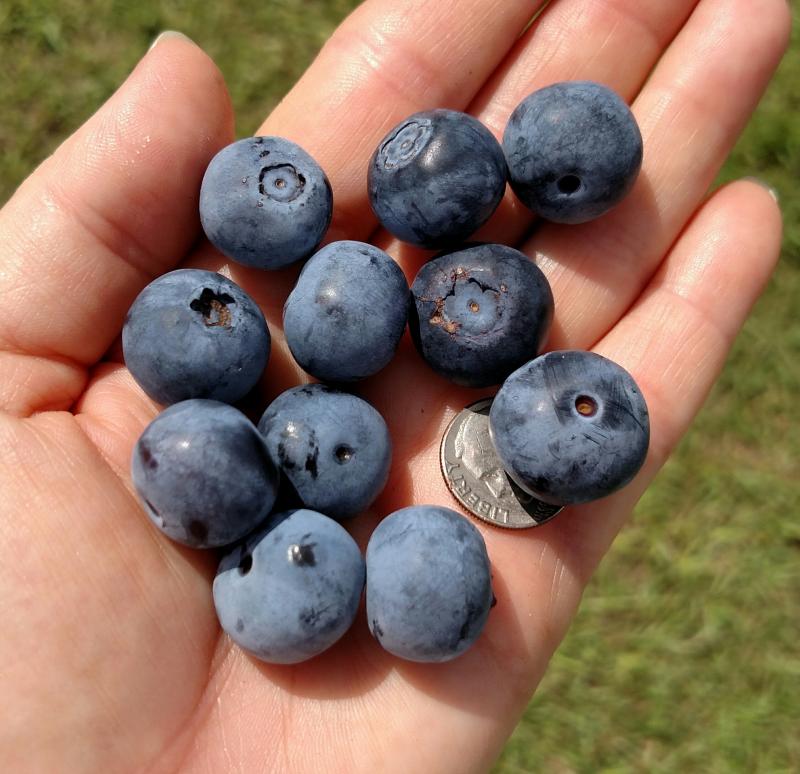 Delicious blueberries