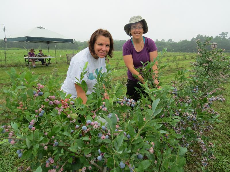 Our first blueberry pickers