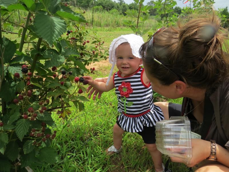 Youngest blackberry picker